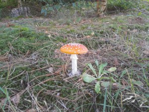 Vliegenzwam in het duingebied bij Schoorl